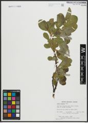 Foto von Salix arctica Pall.